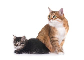 kitten and mother Kurilian Bobtail in studio