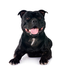 staffordshire bull terrier