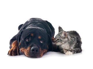 maine coon kitten and rottweiler