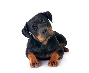 Fototapeta premium rottweiler in studio