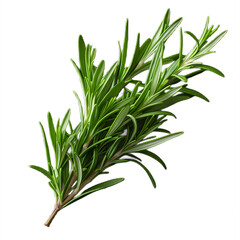 fresh rosemary isolated on white, PNG