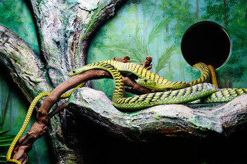 Western Green Mamba snake. (lat. Dendroaspis viridis)
It's a venomous snake. It lives in the humid tropical forests of West Africa. It is active mainly during daylight hours. - 684745251