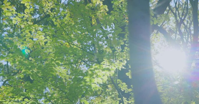 太陽の光が綺麗な森の木
