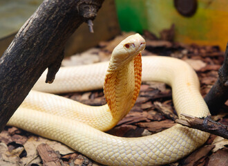 Monoclied cobra snake.
It is an aggressive and nervous snake with a very toxic venom, can reach a length of 2.5 meters. It has a shiny scaly skin, which can be of various shades, from yellow to black - 684746867