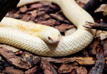 Monoclied cobra snake.
It is an aggressive and nervous snake with a very toxic venom, can reach a length of 2.5 meters. It has a shiny scaly skin, which can be of various shades, from yellow to black - 684747226
