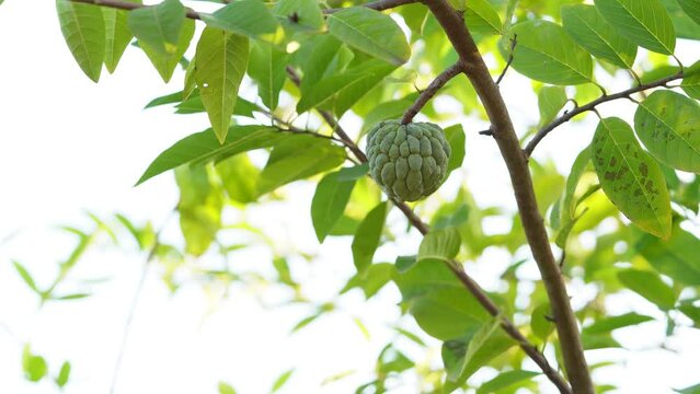 Suagr apple tropical exotic fruit. Sugar Apple, Annona, sweetsop.  fruit is growing on a branch of tree .