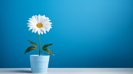 A vibrant daisy with pristine white petals positioned within a bright blue pot, standing out sharply against a flawless white backdrop.