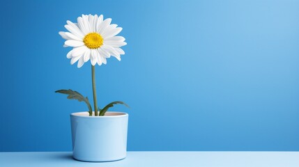 A vibrant daisy with pristine white petals positioned within a bright blue pot, standing out sharply against a flawless white backdrop.