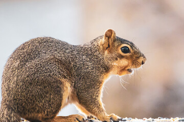 squirrel eating nut