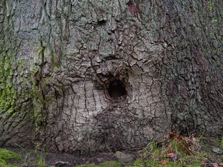Regenwetter im November, Waldstimmung mit Details