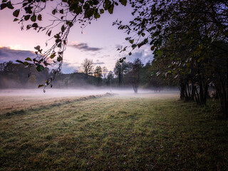 morning in the forest