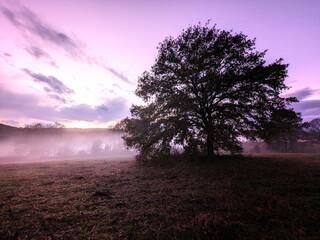 sunset tree fog