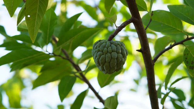 close up view of sugar apple fruit on tree