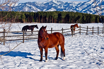 Three horses standing in snow-covered fields in wintry Bozeman, Montana, USA
