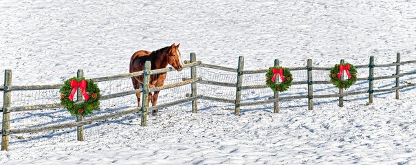A horse standing at a fence in a snow-covered pasture. Wreathes on the fence.