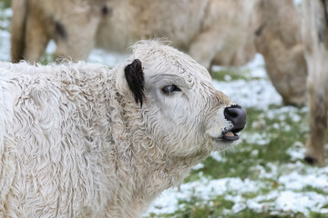 Porträt eines weißen Galloway-Rindes,  Bos taurus, Kuh 