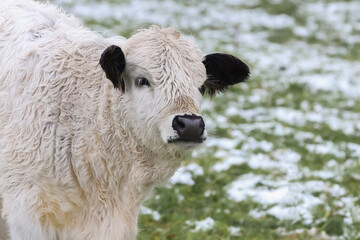 Porträt eines weißen Galloway-Rindes,  Bos taurus, Kuh 