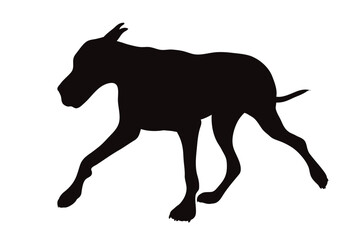 Vector silhouette of Great Dane on white background. Symbol of pet and breed.