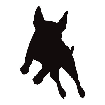recommend clip art: Vector silhouette of french bulldog on white background. Symbol of pet and dog.