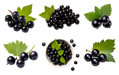 Blackcurrant black currant cassis Ribes nigrum, many angles and view side top front group bunch isolated on transparent background cutout, PNG file. Mockup template for artwork graphic design