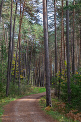 path in a mountain landscape in a forest 