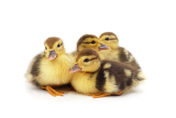 Many yellow ducklings.