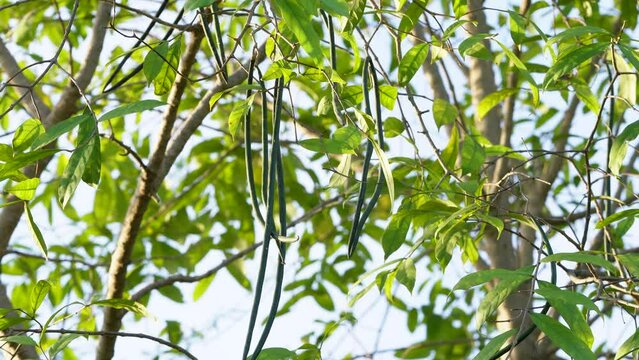 Wrightia tinctoria tree leaves and seeds , close up view