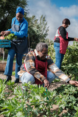 Family picking vegetables from their small organic garden. Concept: food, fresh product