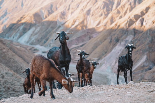 Goats in the mountains