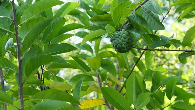  sweetsop or sugar apple fruits on the tree