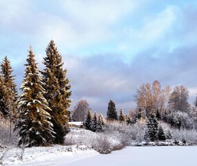 snow covered trees