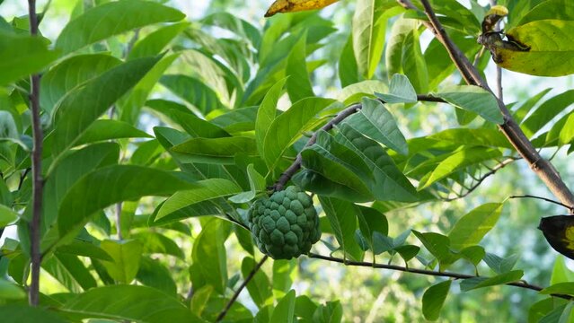 Sugar apple fruit tree , close up view