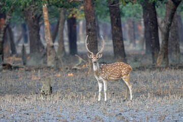 Naklejka na ściany i meble Wild chital, also known as spotted deer, chital deer, and axis deer, is a deer species native to the Indian subcontinent.this photo was taken from Sundarbans National Park,Bangladesh.
