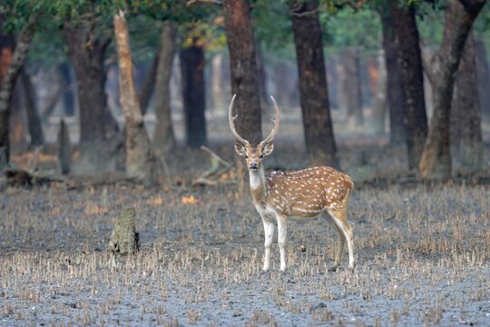 Wild chital, also known as spotted deer, chital deer, and axis deer, is a deer species native to the Indian subcontinent.this photo was taken from  Sundarbans National Park,Bangladesh.