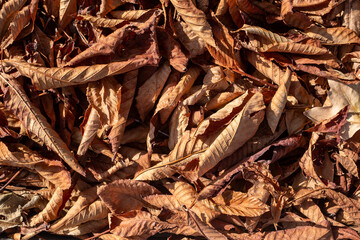 Texture of large brown dry leaves illuminated by the sun on the ground