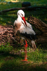 stork in the nest