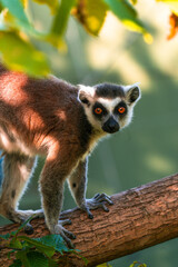 lemur on tree