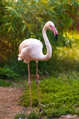 Tuinposter pink flamingo in the zoo © Maria