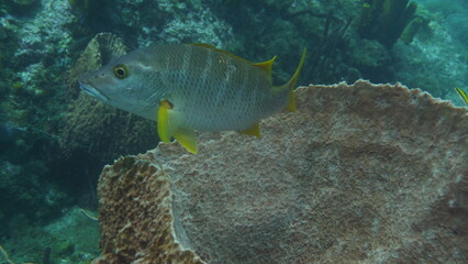 Plongée sous Marine à Malendure, Bouillante, Guadeloupe
