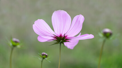 A pink flower on a green background