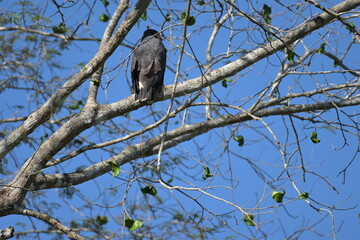 Costa Rica wilde Tiere und Pflanzen Regenwald Exoten Mittelamerika