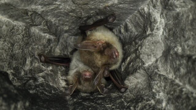 Close up strange animal Greater mouse-eared bat pair Myotis myotis leaving the hole of hibernation in the mine just after hibernation. Wildlife photography.