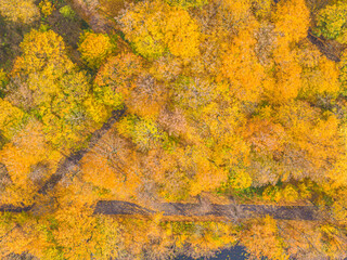 Aerial view of a rural road with  in yellow and orange autumn forest.Beautiful autumn landscape.Drone flying above mountain road surrounded by beautiful vibrant colorful forest.