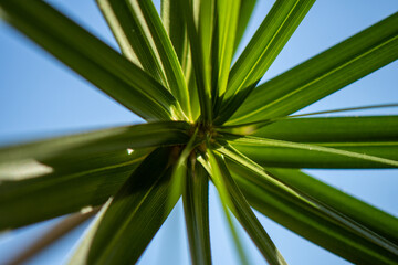 close up of papyrus leaves