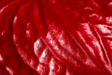 macro photography of the spathe of an anthurium flower - obrazy, fototapety, plakaty