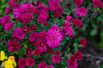 Full frame of bouquet of blooming chrysanthemums in garden at spring day. High quality photo