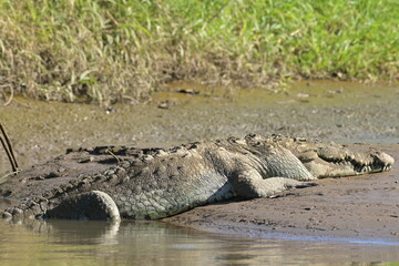 Costa Rica Mittelamerika Jungle wilde Tiere Kakao Papagei