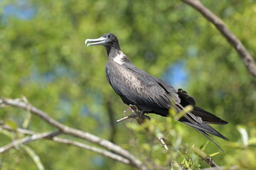 Costa Rica Mittelamerika Jungle wilde Tiere Kakao Papagei
