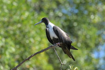 Costa Rica Mittelamerika Jungle wilde Tiere Kakao Papagei