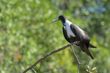 Costa Rica Mittelamerika Jungle wilde Tiere Kakao Papagei